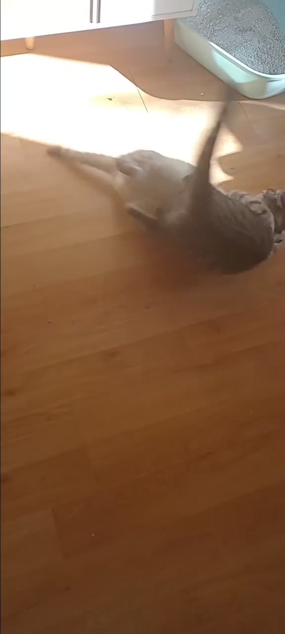British Shorthair cats for sale: Silver Spotted Bsh last boy available. - Video 1