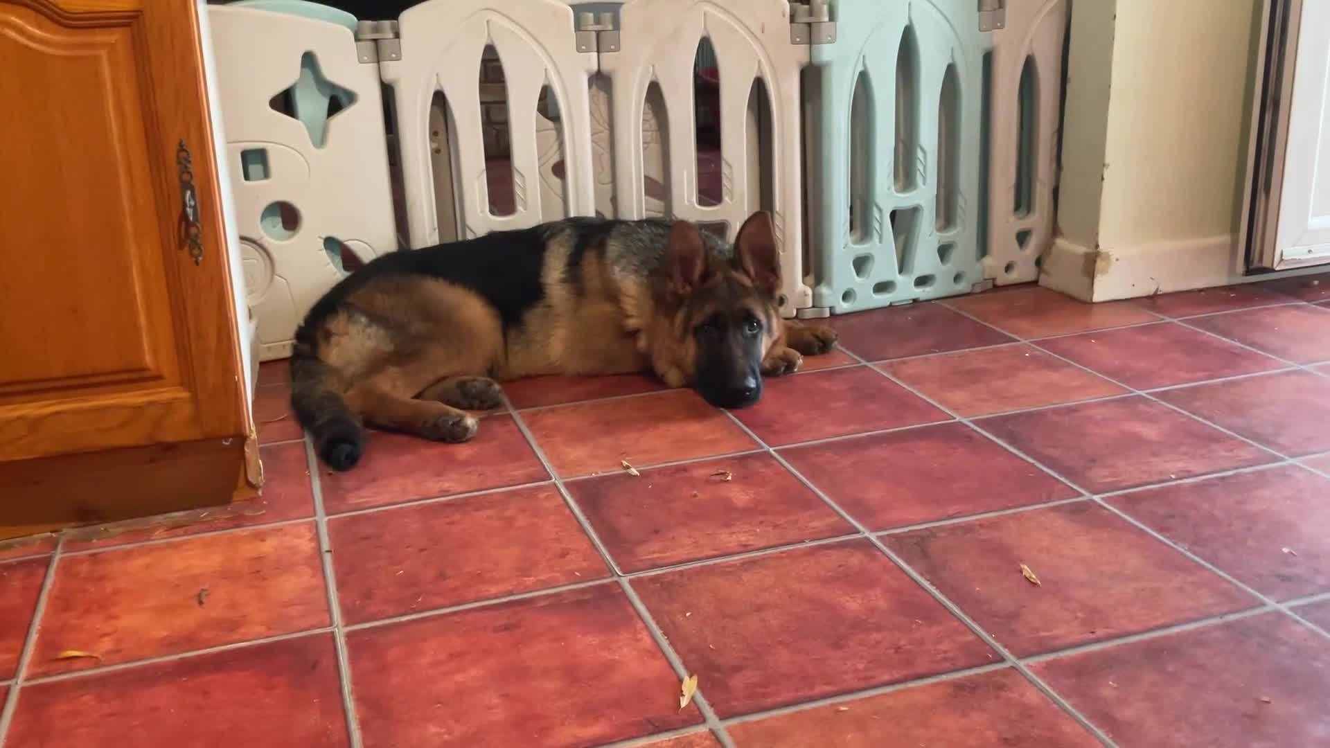 German Shepherd dogs for sale: Outstanding specimen German Shepherd  - Video 1