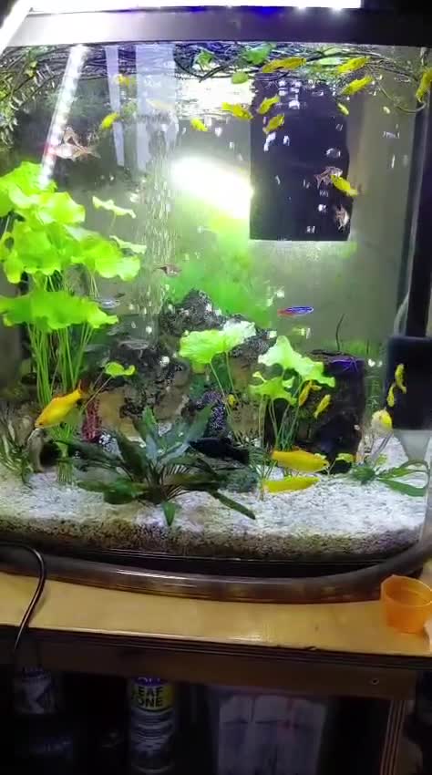 Mollies fish for sale: Molly fish juveniles  in Castle Douglas - Video 1