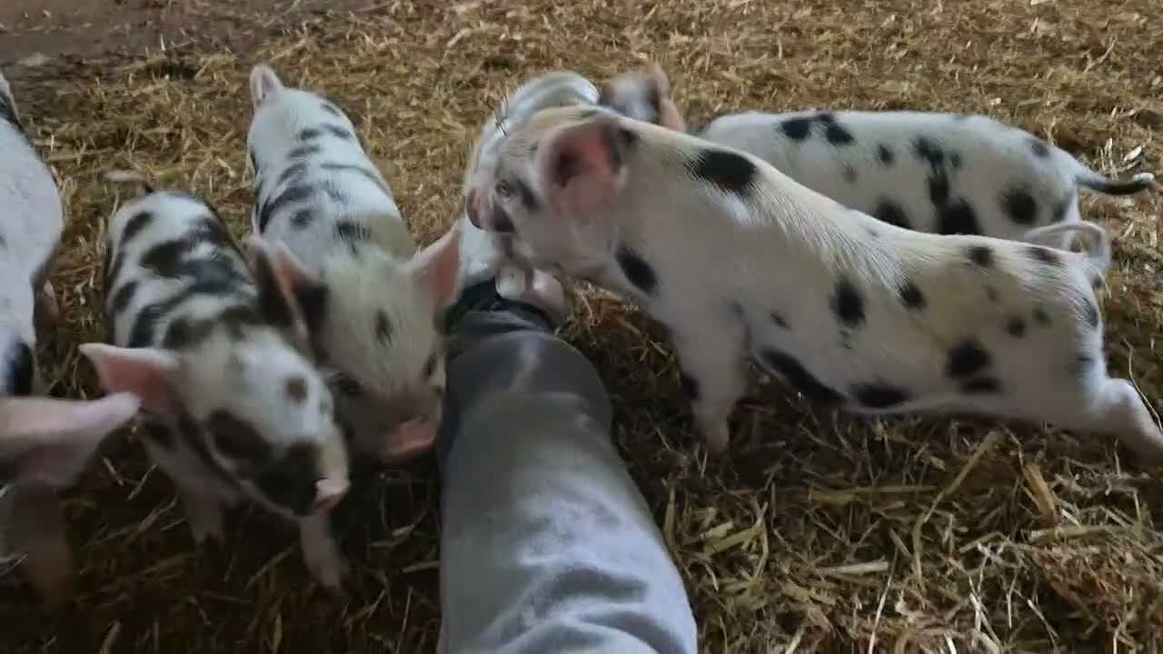 Pig livestock for sale: Kune kune piglets in Winkleigh - Video 1
