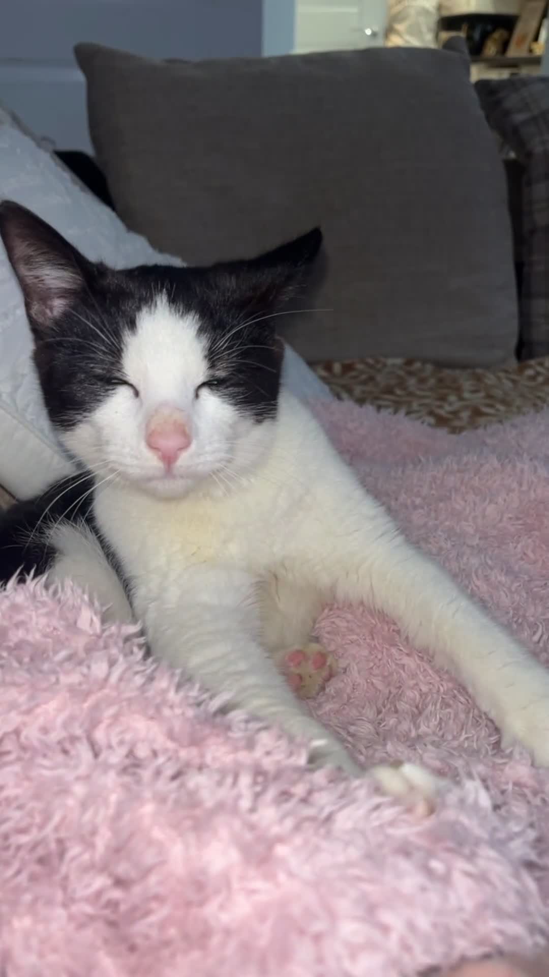 Mixed Breed cats for sale: Luna loo  - Video 1