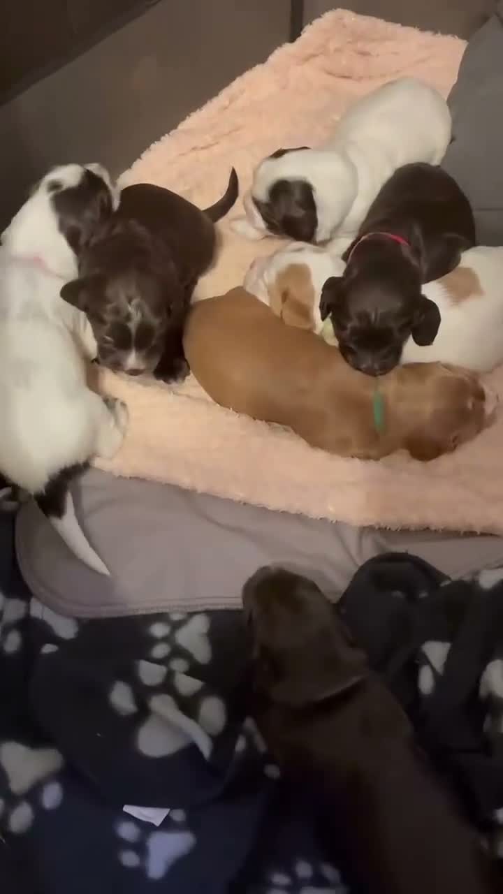 Sprocker dogs for sale: Puppies for loving homes - Video 1