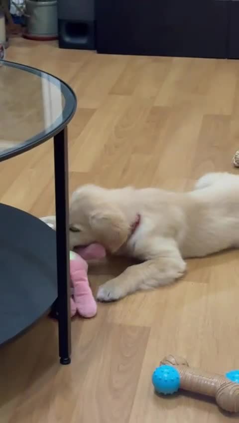 Golden Retriever dogs for sale: Beautiful Male Golden Retriever Puppy for Sale - Video 1