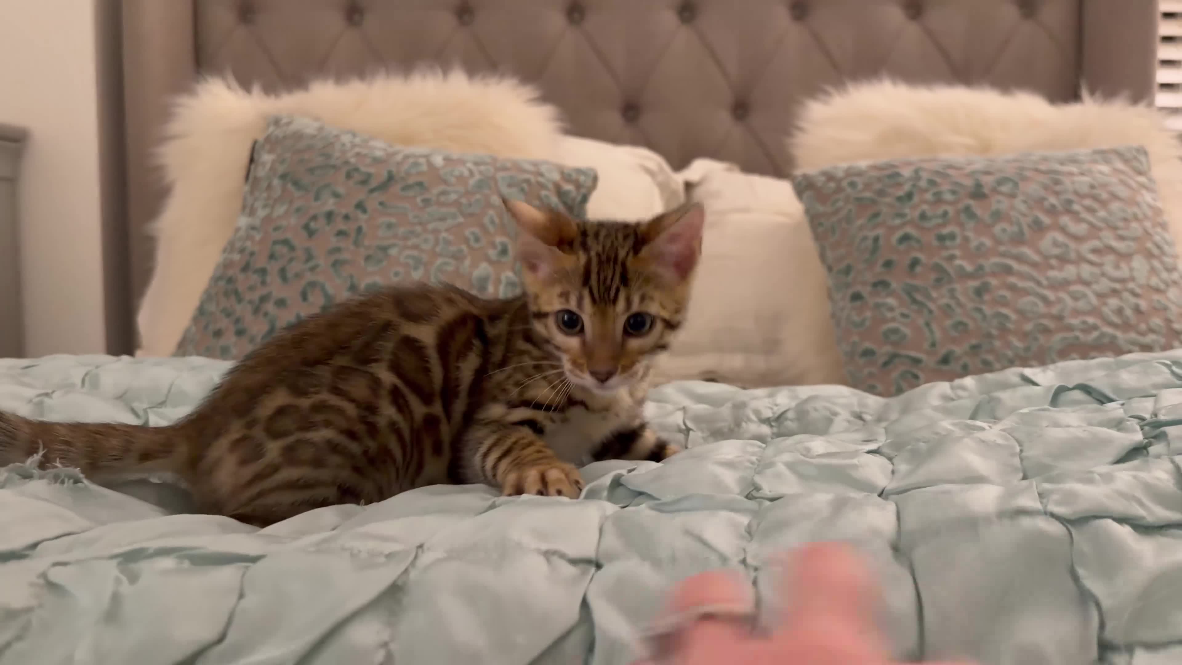 Bengal cats for sale: 🌟 READY 28 JAN - EXCEPTIONAL BENGAL KITTENS 🌟 - Video 3