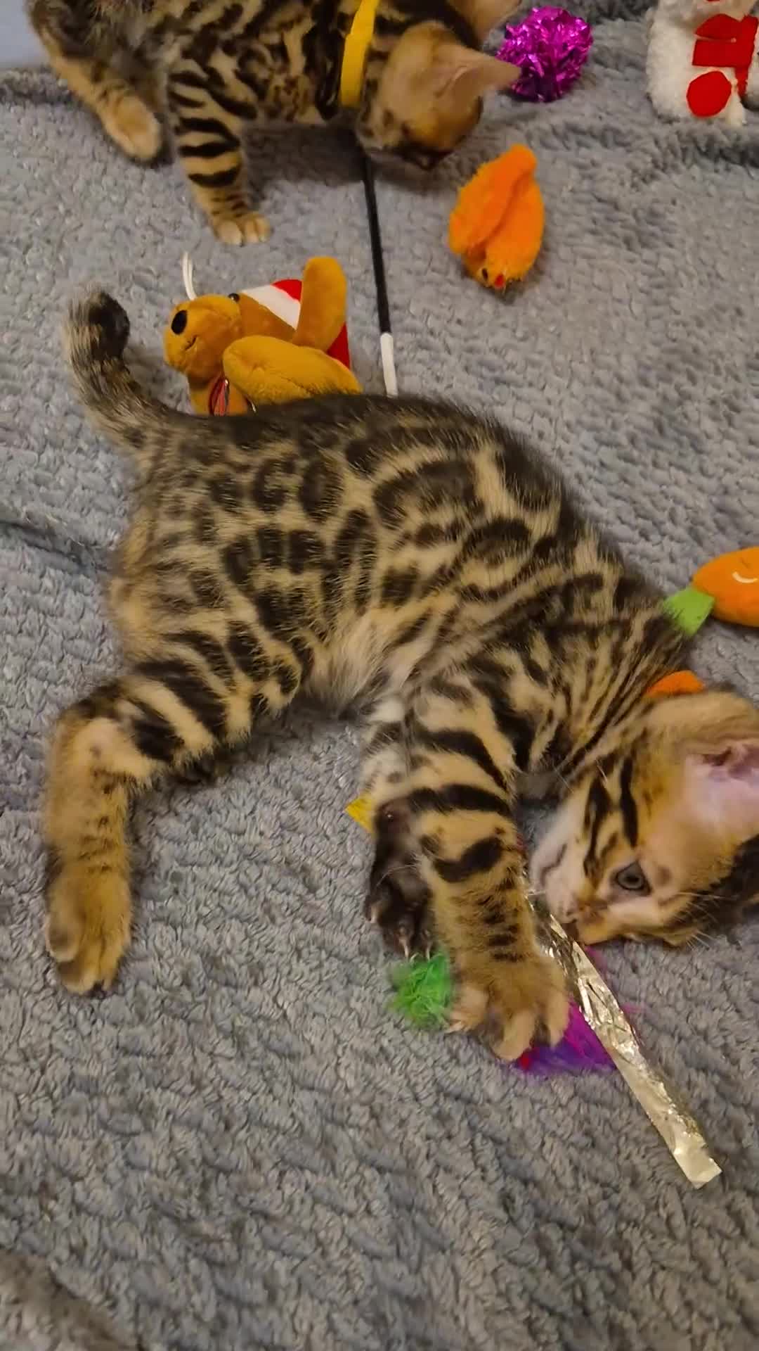 Bengal cats for sale: Bengal Kittens-Reservations Now Open  - Video 2