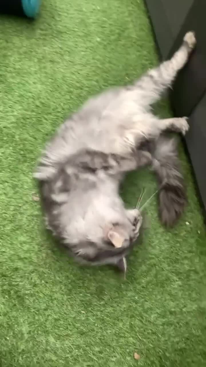 Maine Coon cats for sale: GCCF Black Smoke Maine Coon Kitten.  - Video 1