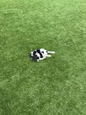 Lurcher dogs for sale: Lurcher puppies in Chesterfield - Video 1