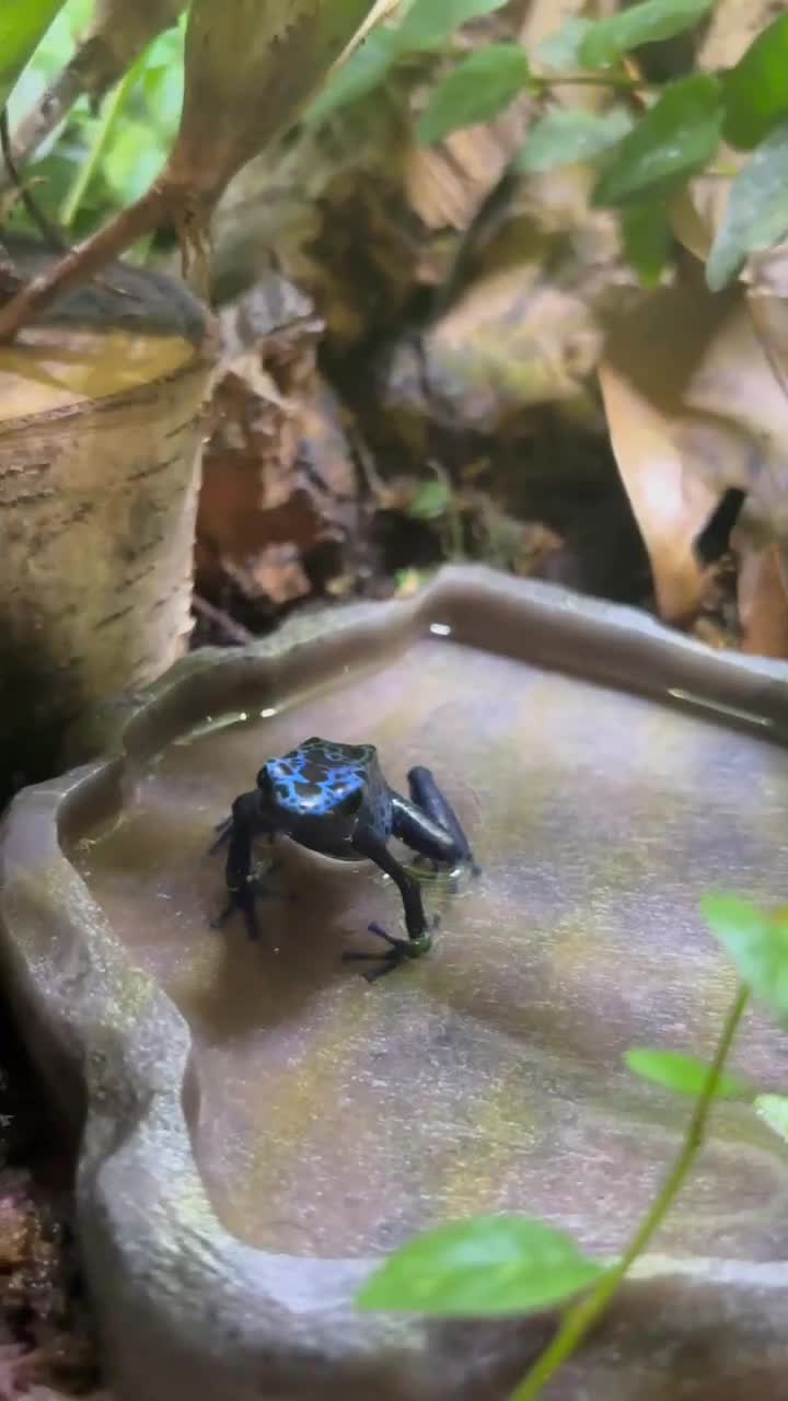 Frog reptiles for sale: Adult Female Blue Poison Dart Frog  in Watford - Video 1