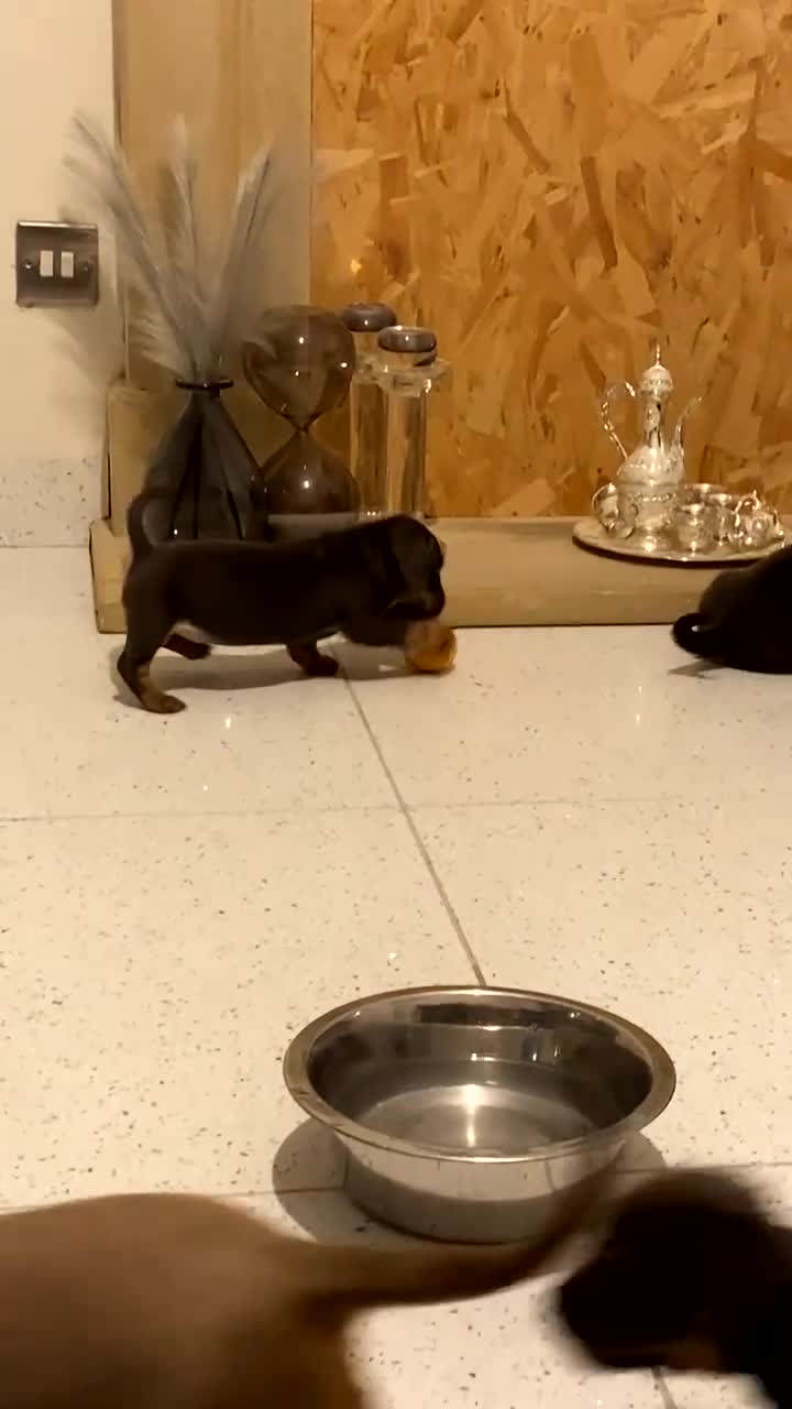 Mixed Breed dogs for sale: French wieners  - Video 3