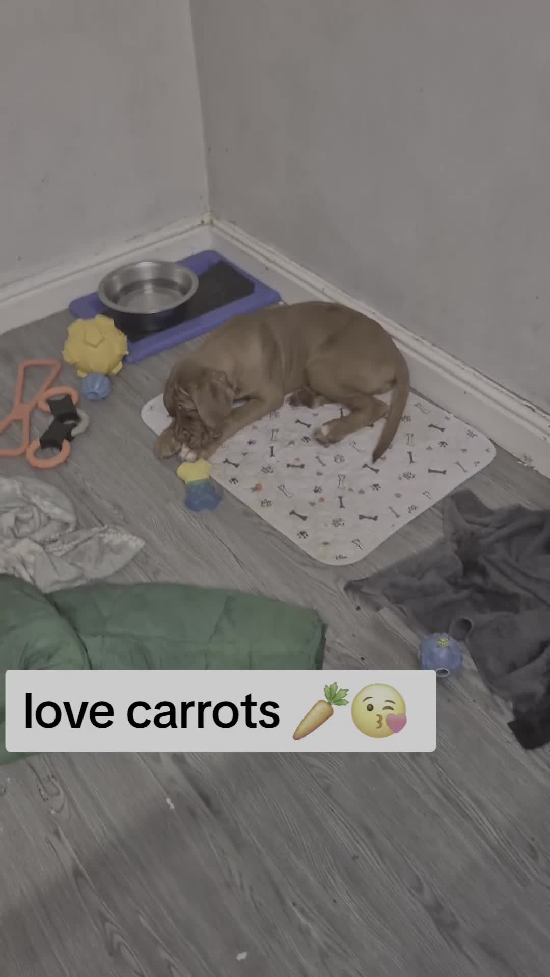 Dogue De Bordeaux dogs for sale: Dogue de bordeux  puppies  - Video 3