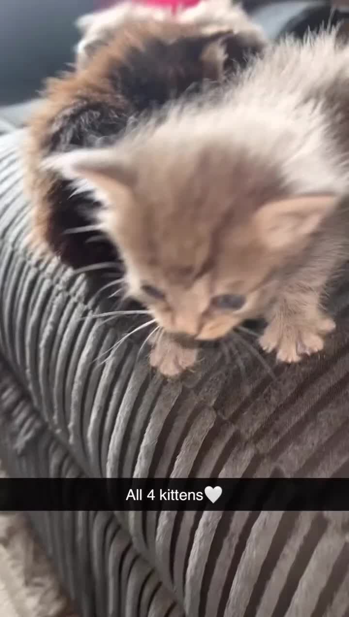 Domestic Shorthair cats for sale: Tabby kittens - Video 3