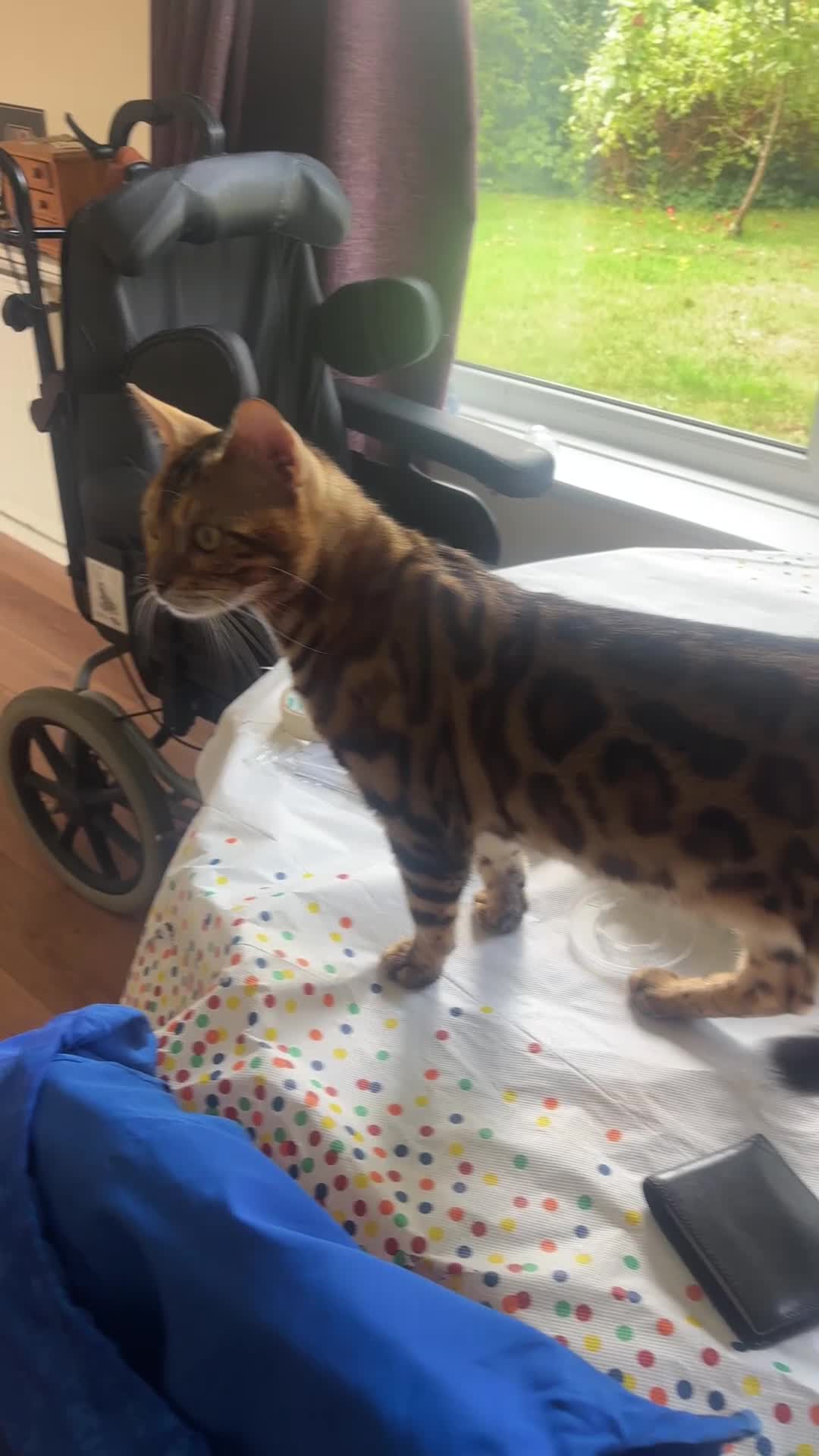 Bengal cats for sale: Exotic Bengal cat with bold rosettes  - Video 1