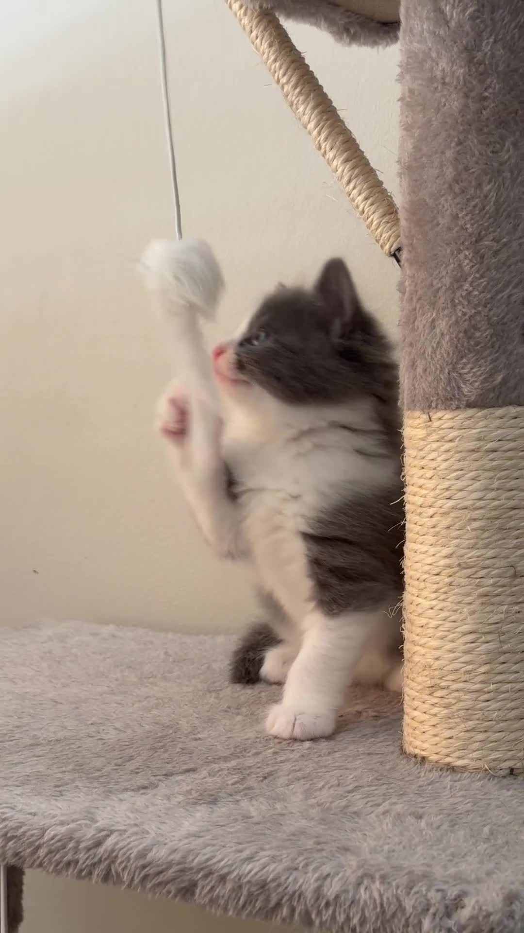 Ragdoll cats for sale:  2 Beautiful Long-Haired Ragdoll Cross  - Video 1