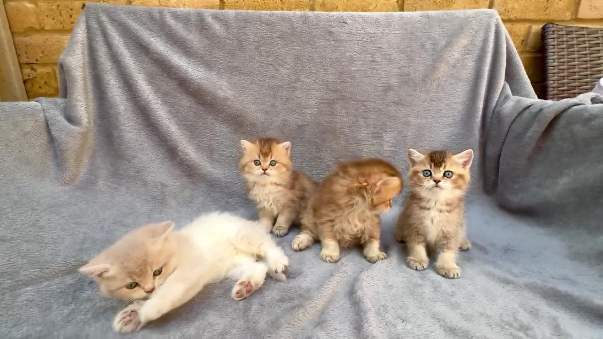British Shorthair cats for sale: ✨Pedigree British shorthair/ longhair golden lilac - Video 1