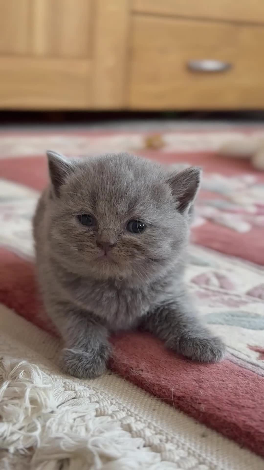 British Shorthair cats for sale: Beautiful Champion Bloodlined BSH kittens. - Video 1