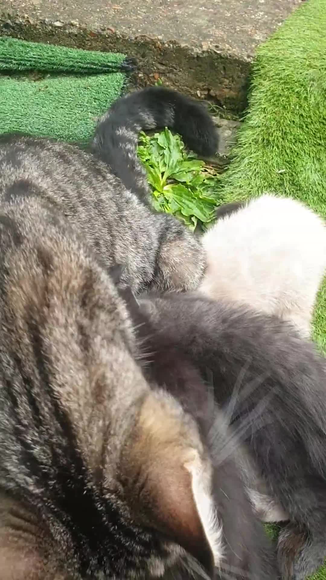 Mixed Breed cats for sale: Kittens for sale - Video 1