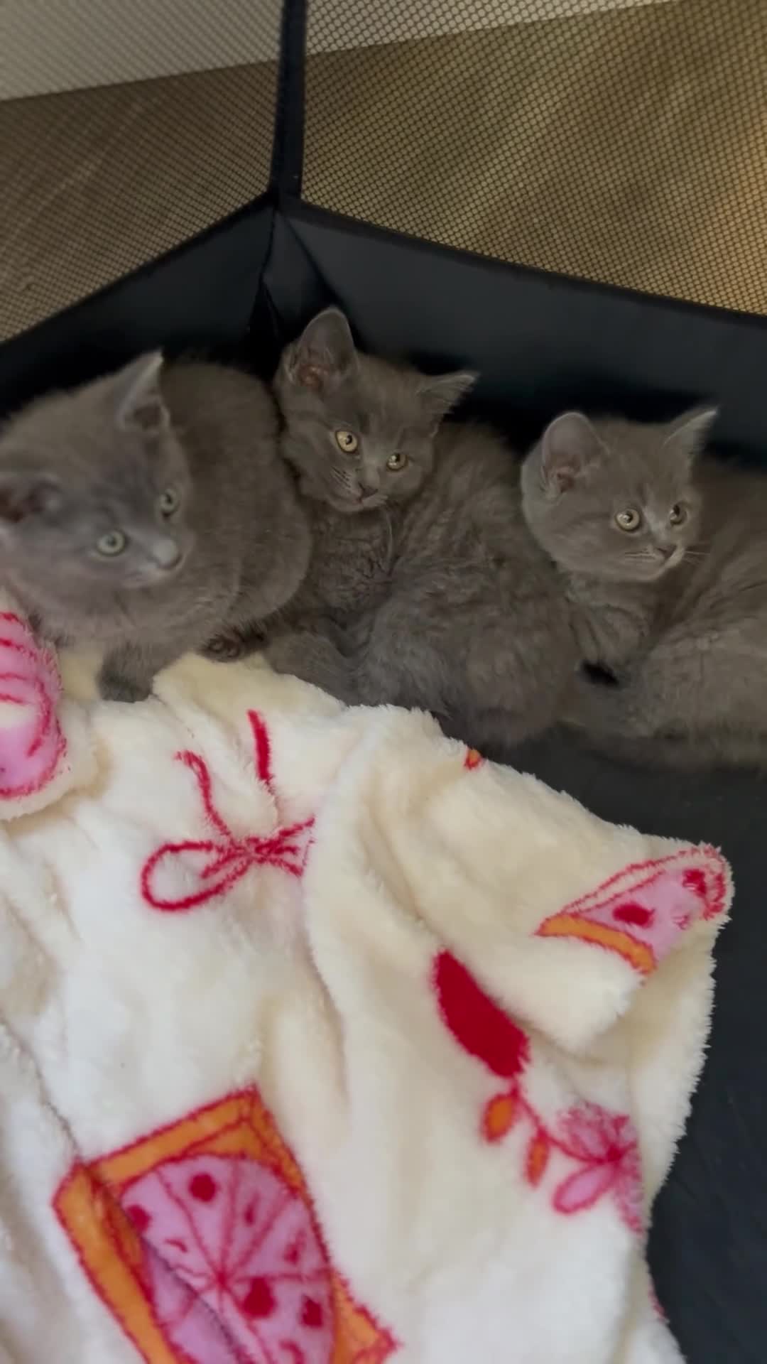 Mixed Breed cats for sale: Half breed British shorthair blues - Video 1
