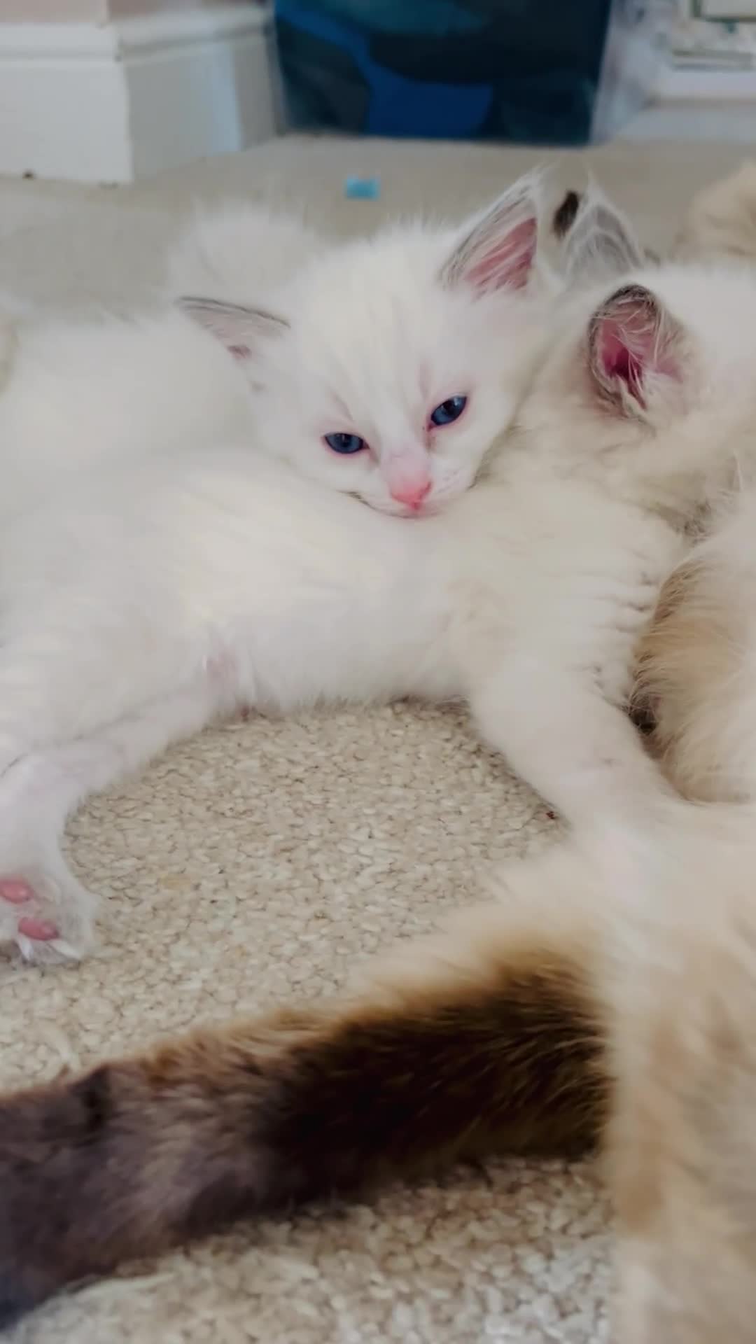 Ragdoll cats for sale: Purebred Ragdoll Kittens 😻😻 - Video 3