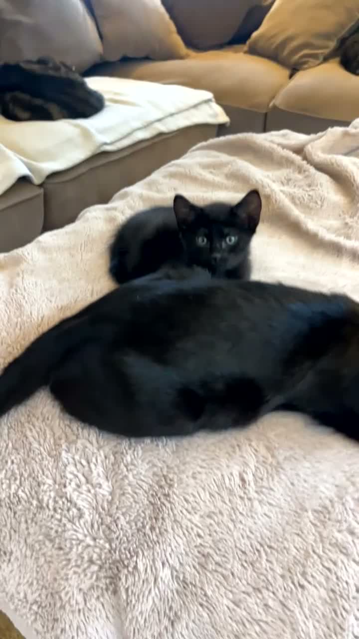 Mixed Breed cats for sale: 6 adorable black kittens for sale - Video 1