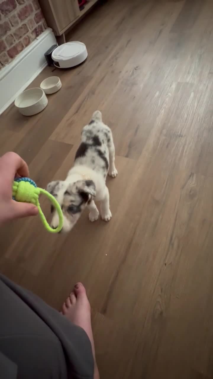 Border Collie dogs for sale: Blue Merle Border Collie - Video 1