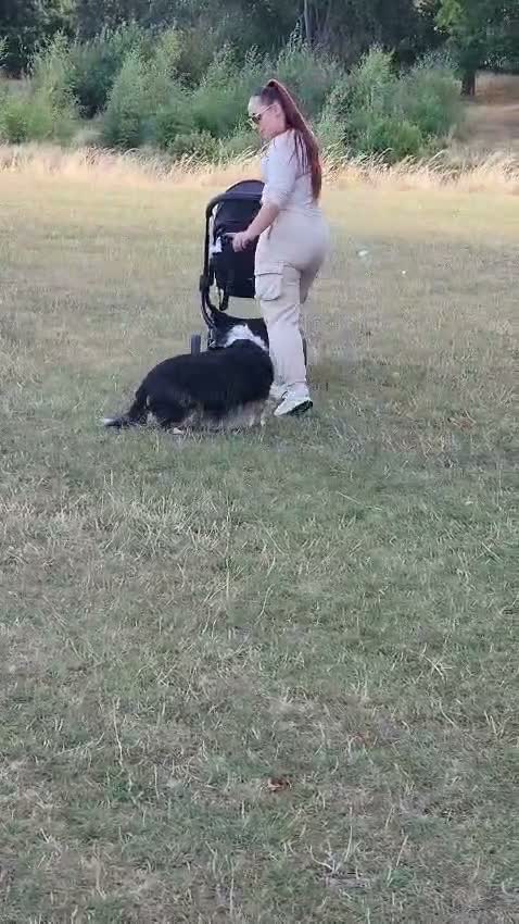 Mixed Breed dogs for adoption: ❤️🐶 PIPSQUEAK (PIP) –ADORABLE LITTLE COLLIE-BASSE in Derby - Video 2