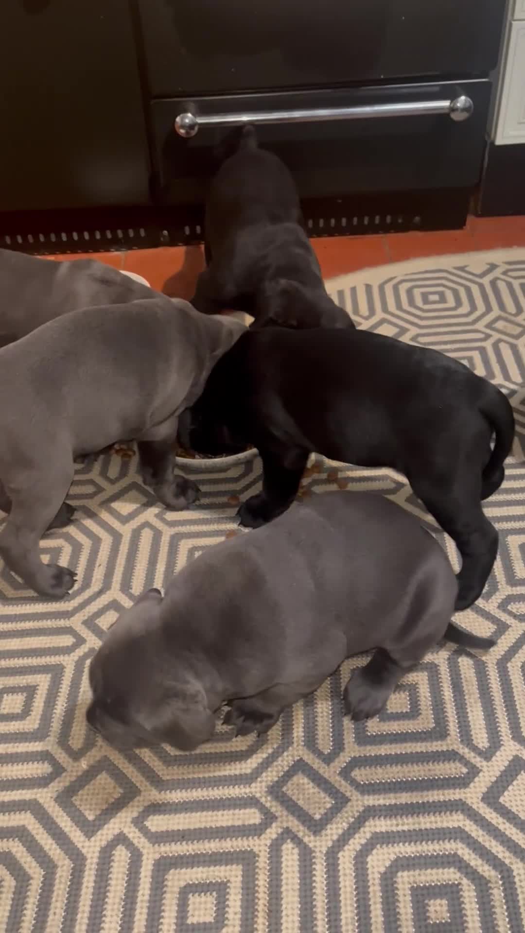Cane Corso dogs for sale: Stunning Cane Corso Puppies in Wokingham - Video 1