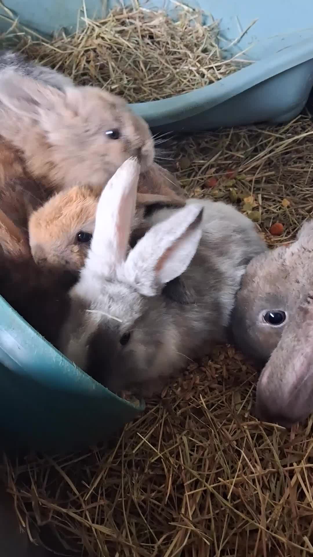 Mini Lop rabbits for sale: Mini lop kits rabbits  - Video 1