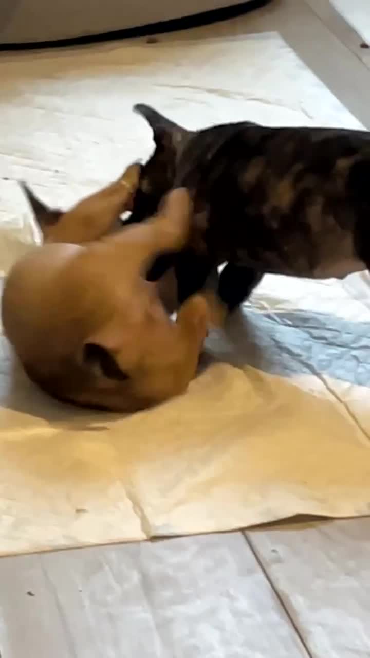 Mixed Breed dogs for sale: Puppy’s for sale  - Video 2