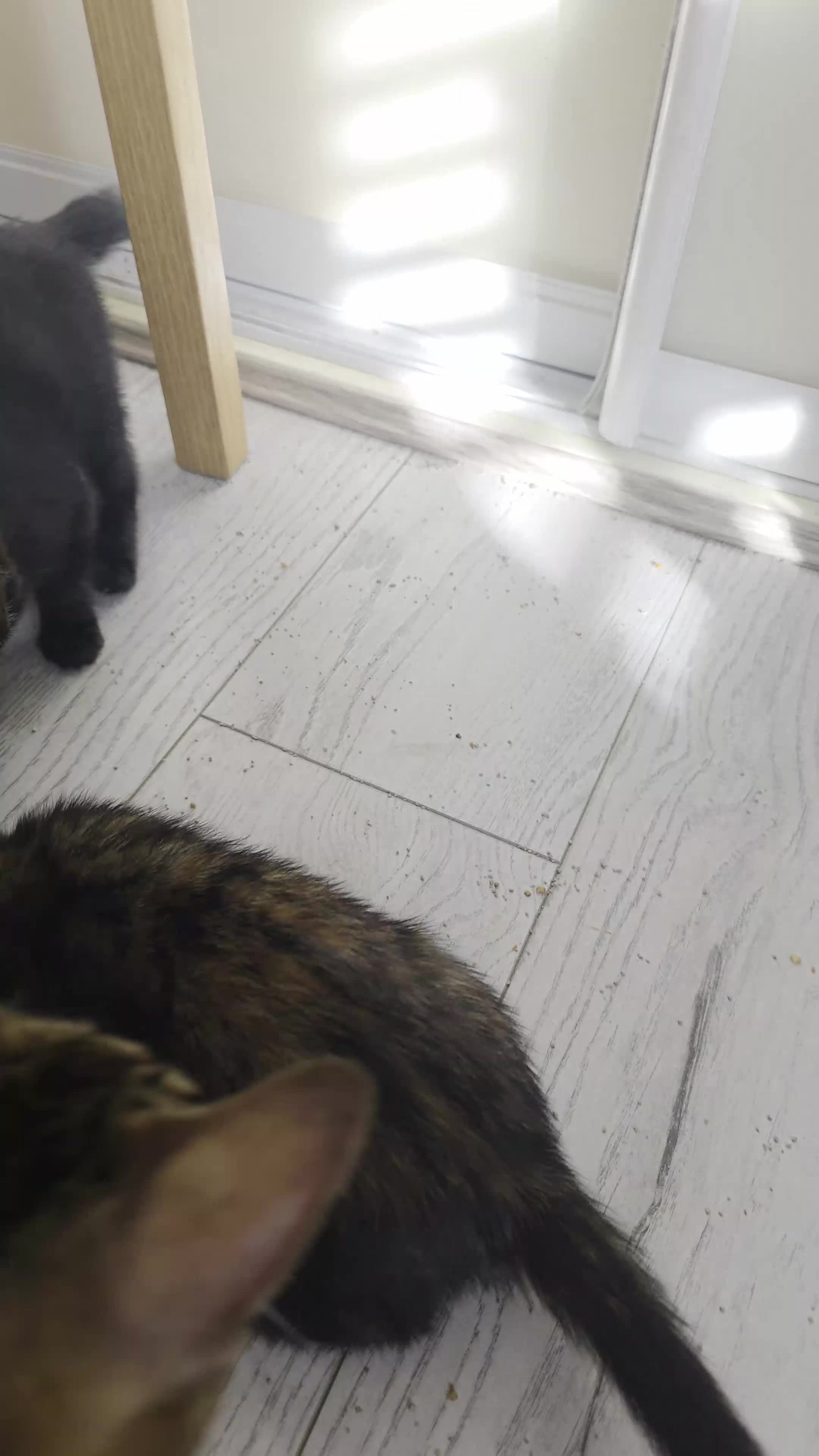 Bengal cats for sale: Stunning Bengal Cross Kittens - Video 2