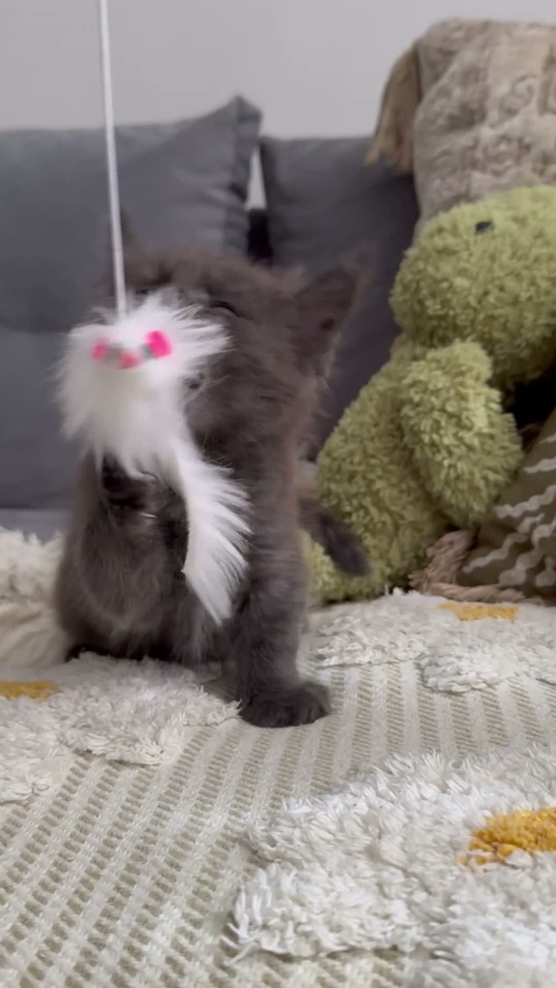 Maine Coon cats for sale: Tica Registered 5 Russian Mainecoon   - Video 2