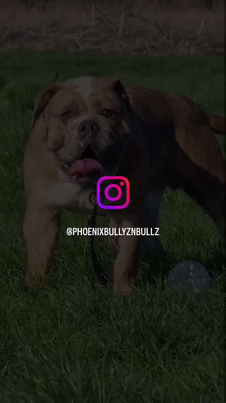 Olde English Bulldogge dogs for stud: 2 olde English bulldogs brothers for stud - Video 3