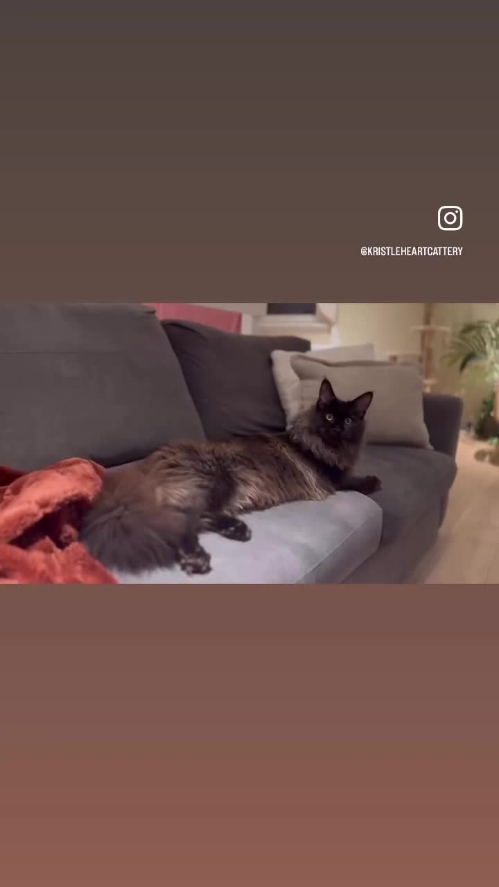 Maine Coon cats for stud: PROVEN/DNA CLEAR GCCF/TICA KING-SIZE STUD  in Dunfermline - Video 1