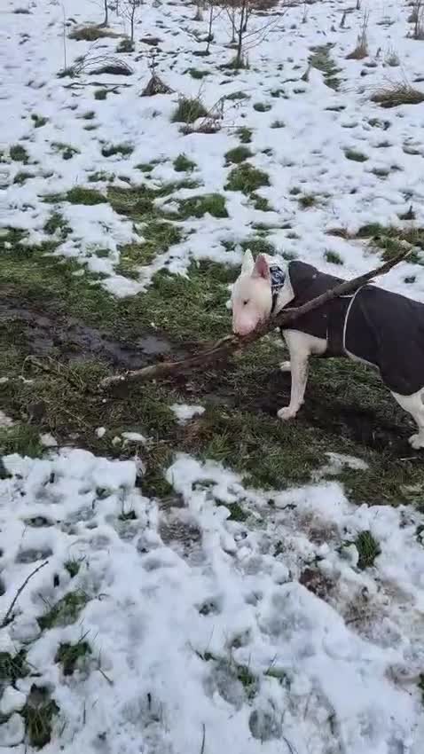 English Bull Terrier dogs for stud: Axel englishbull terrier stud - Video 1