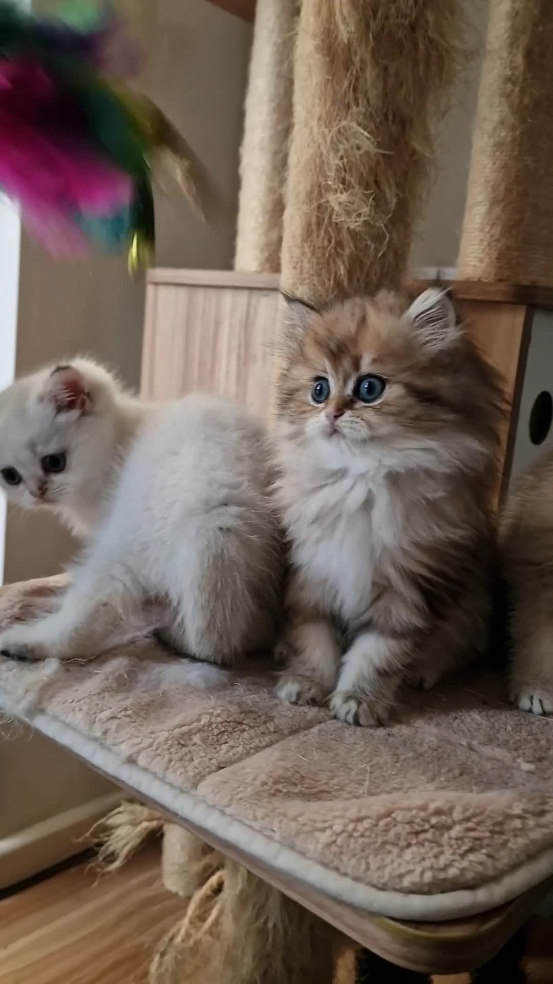 British Shorthair cats for sale: 🌟GCCF registred kittens 🌟 - Video 2