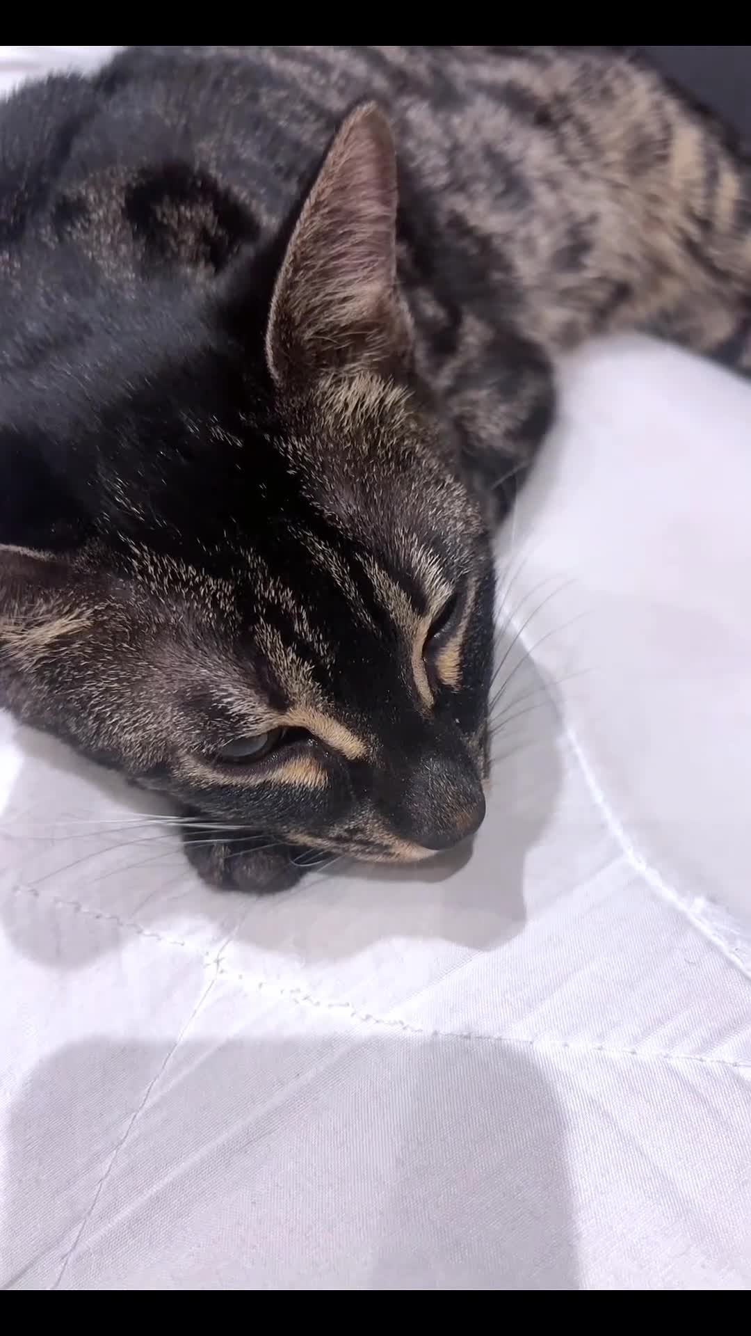 Bengal cats for sale: The "Midnight Silver" Reveal - Video 1