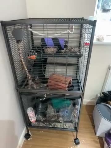 Rat rodents for sale: 2 bonded female rats in Ormskirk - Video 1