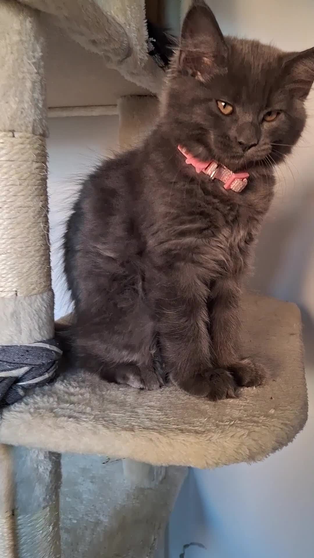 Maine Coon cats for sale: Maine Coon Kitten - Girl remaining in Chichester - Video 1
