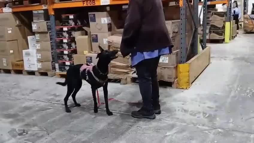 Lurcher dogs for adoption: DAPHNE, female lurcher in rescue - Video 2