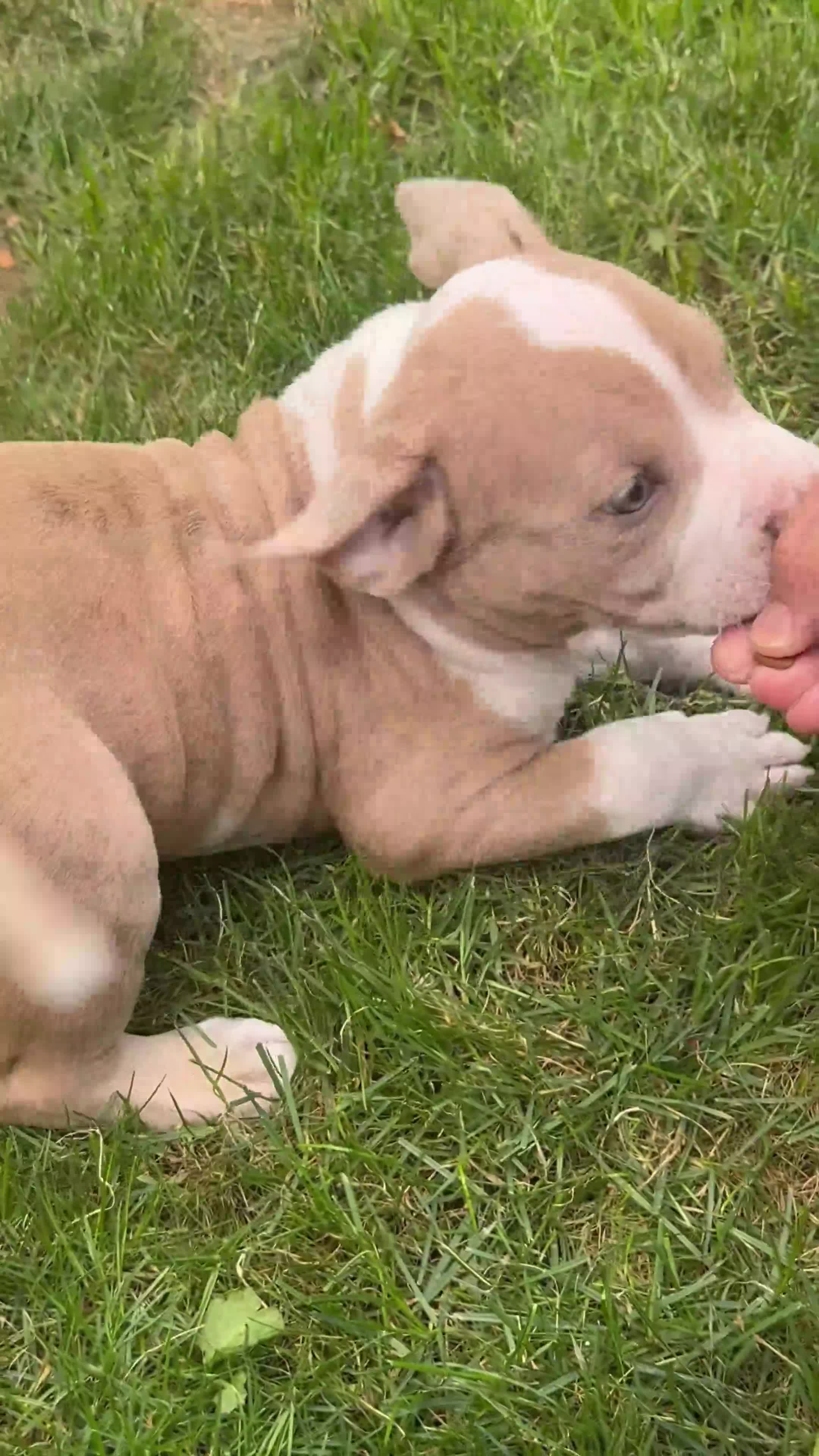 American Bully dogs for sale: American Bully Pocket Female – My First Pick 🐾 - Video 1