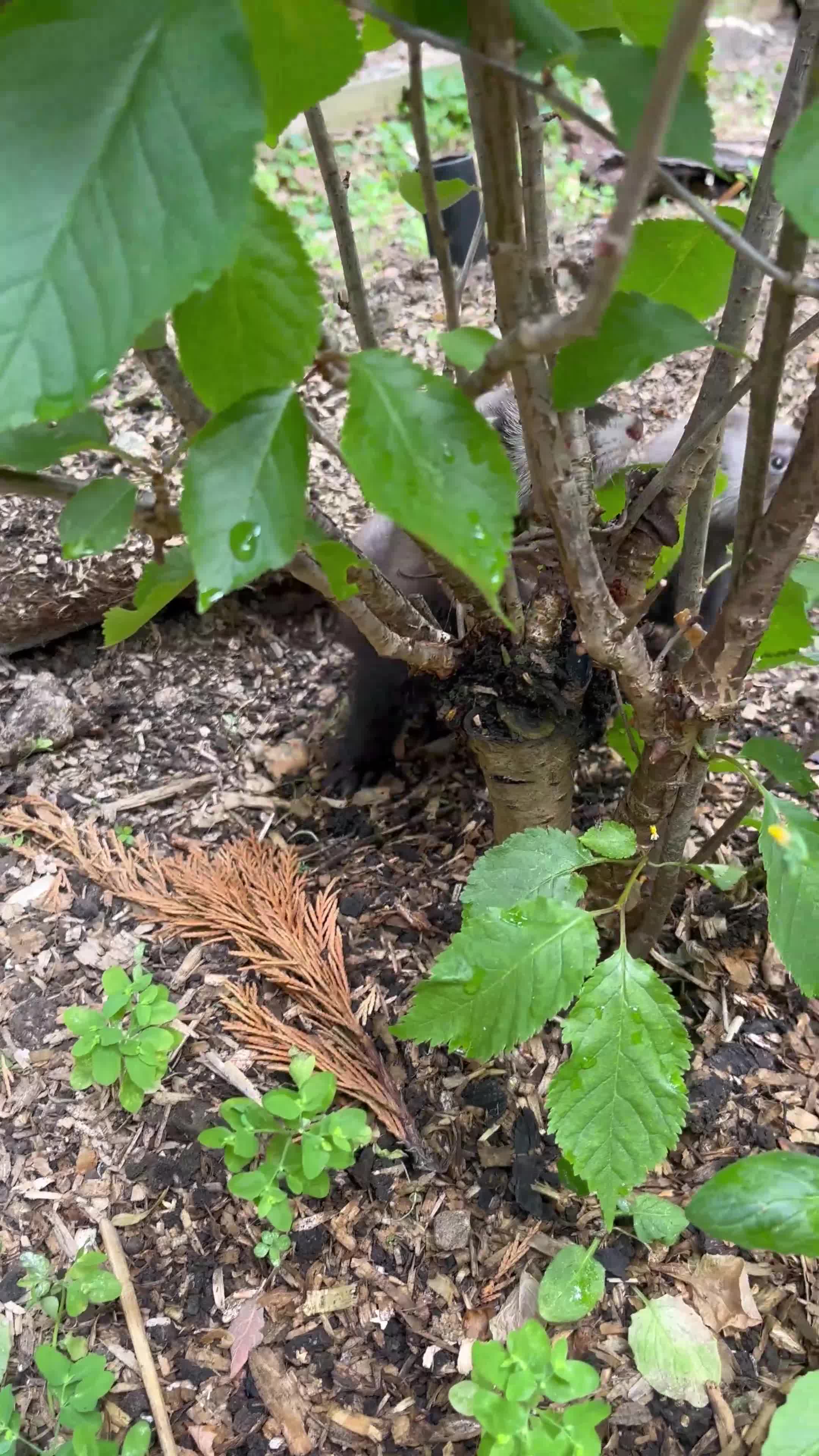 Ferret rodents for sale: Baby Ferrets for sale ready now - Video 1