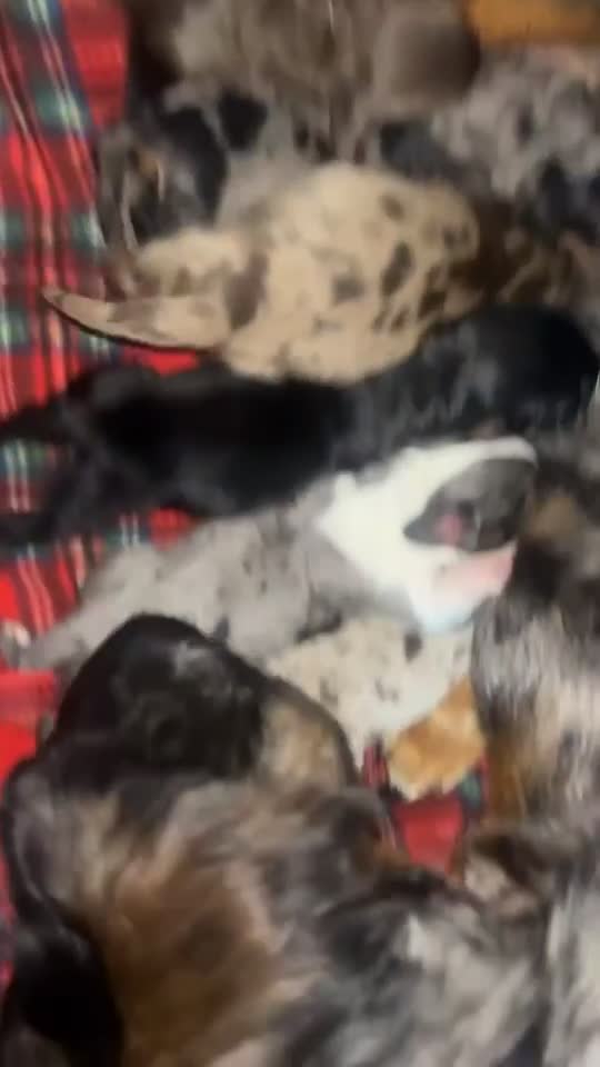 Dachshund dogs for sale: Stunning litter of Dachshund puppies  - Video 1