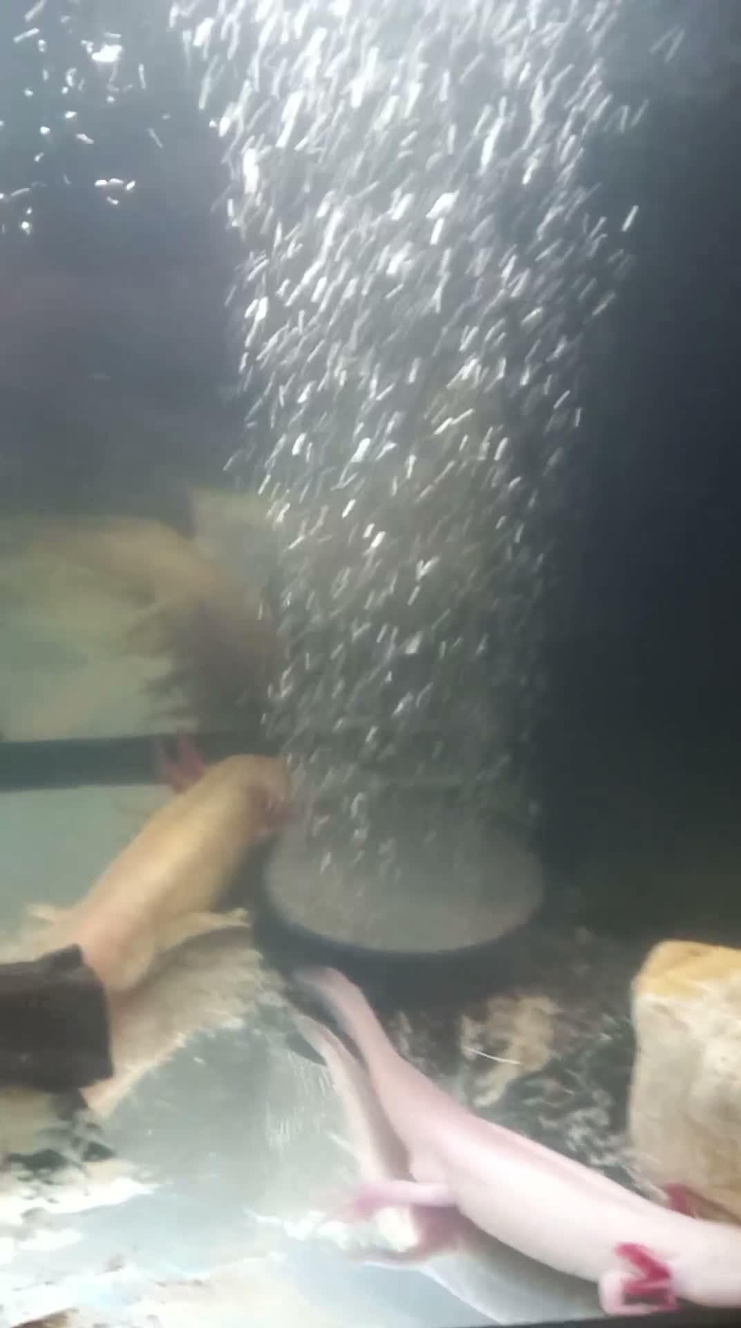 Axolotl reptiles for sale: Golden. And. Dirty Lucy axolotls 2 males - Video 1