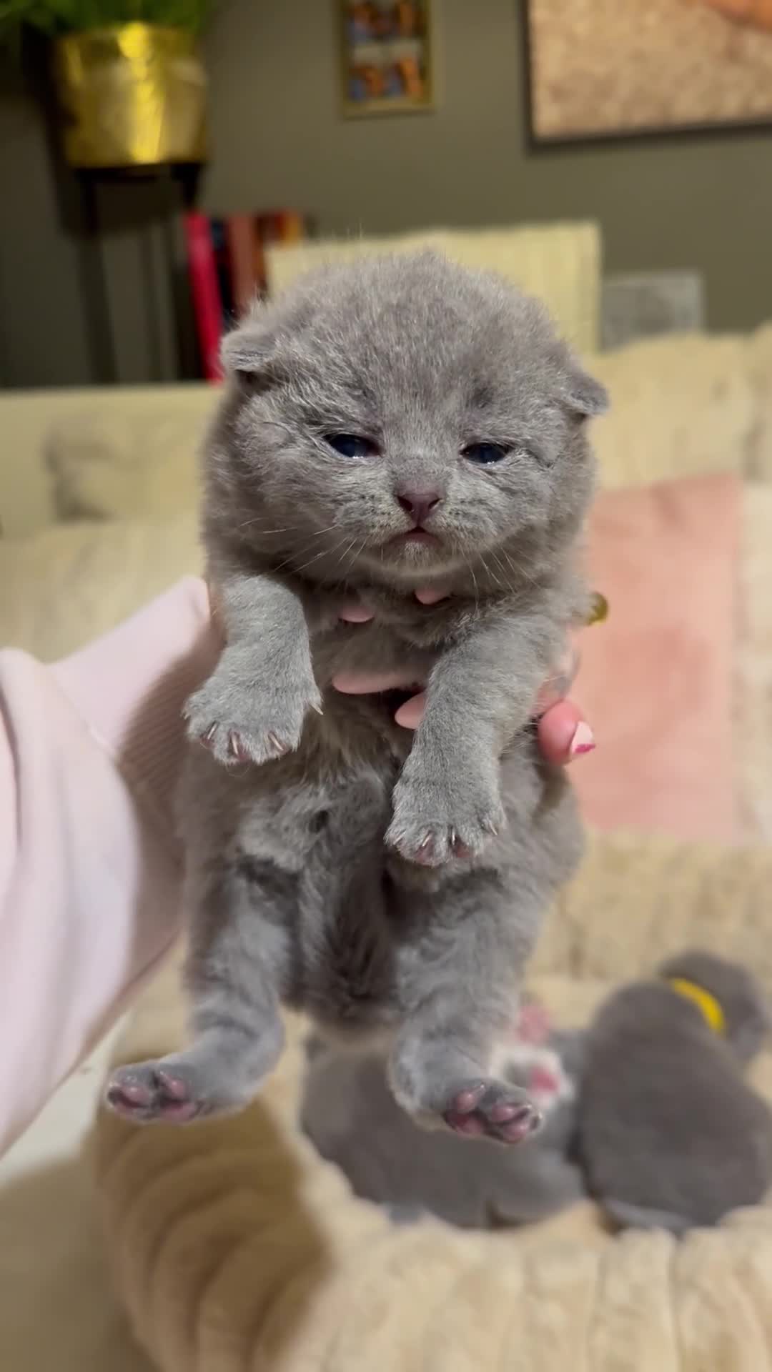 British Shorthair cats for sale: Pure British Shorthair kittens Champion line🥇😻🏆 - Video 1