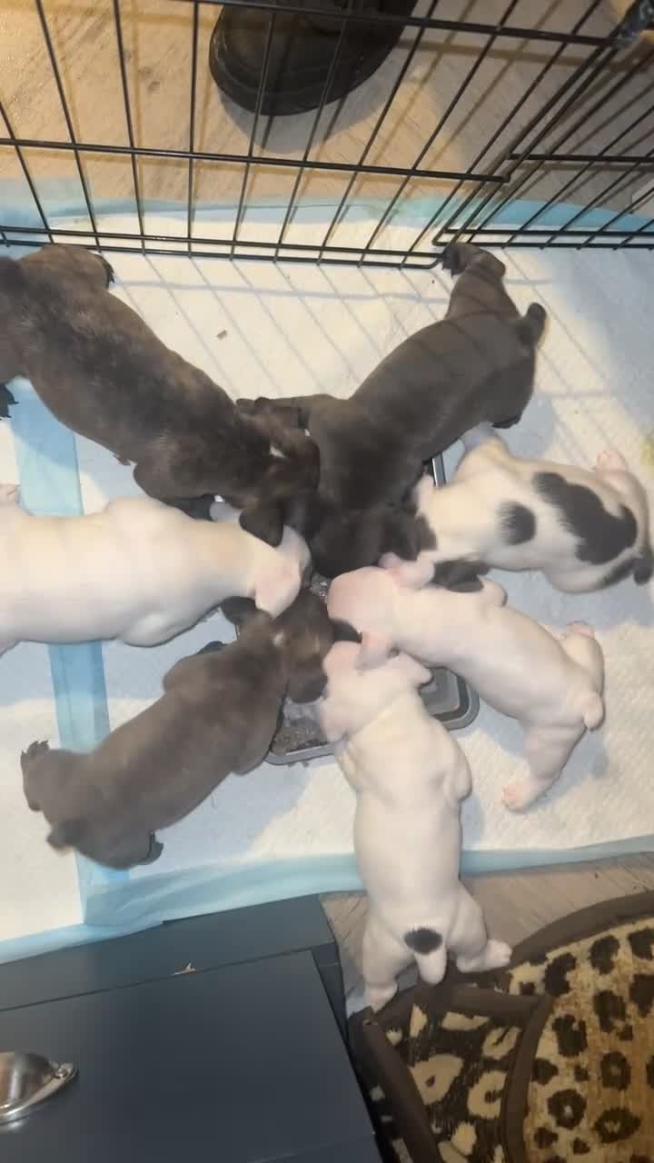 French Bulldog dogs for sale: French bulldog puppies  - Video 1