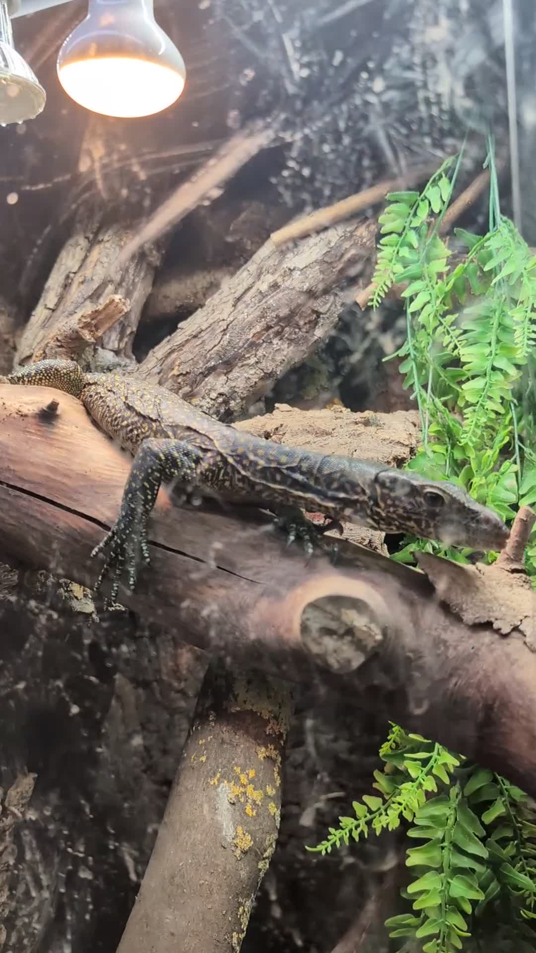 Monitor reptiles for sale: Varanus doreanus  blue tailed monitor  - Video 2