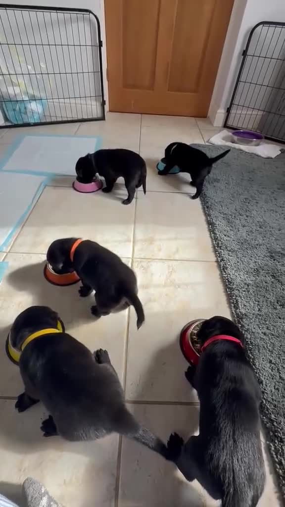Labrador Retriever dogs for sale: KC-registered black Lab pups need forever home - Video 2