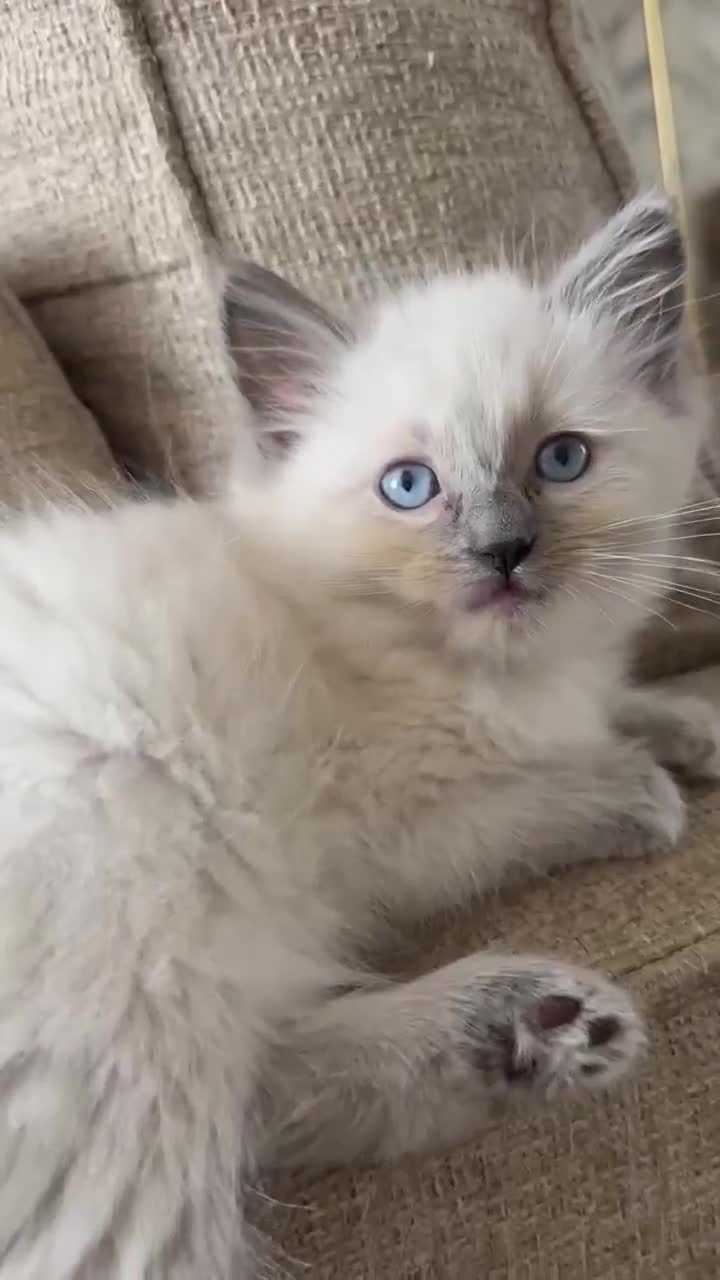 Ragdoll cats for sale: Ragdoll kittens  - Video 1