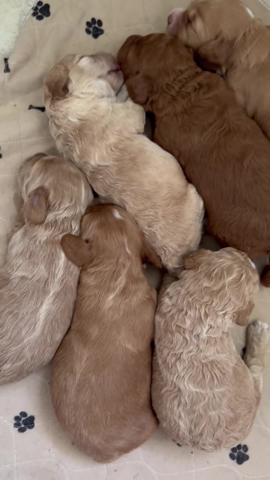 Cockapoo dogs for sale: AMAZING TOY COCKAPOO PUPPIES - Video 1