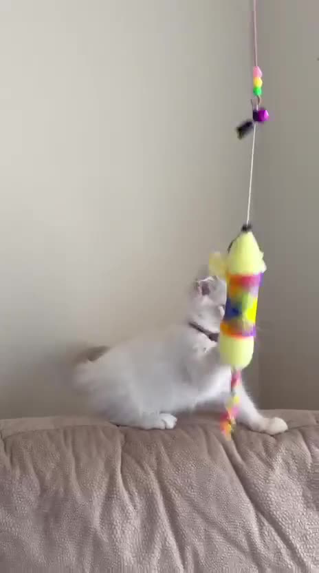 Ragdoll cats for sale: The Last Adorable Girl Ragdoll - Video 2