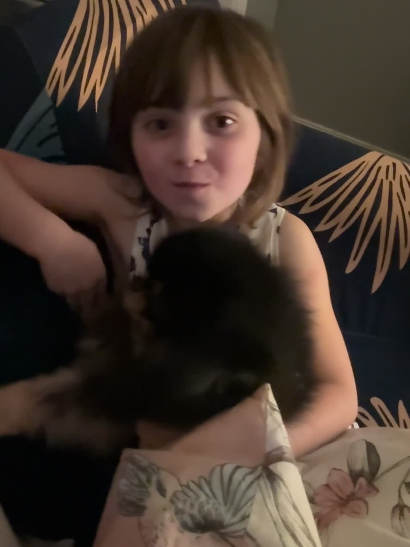 Pomeranian dogs for sale: *MINIATURE UNIQUE RARE tan toy Pomeranian boy 3yr* - Video 1